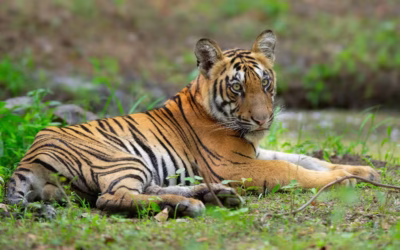 Union Budget 2026: India Set to Host First Ever Global Big Cat Summit
