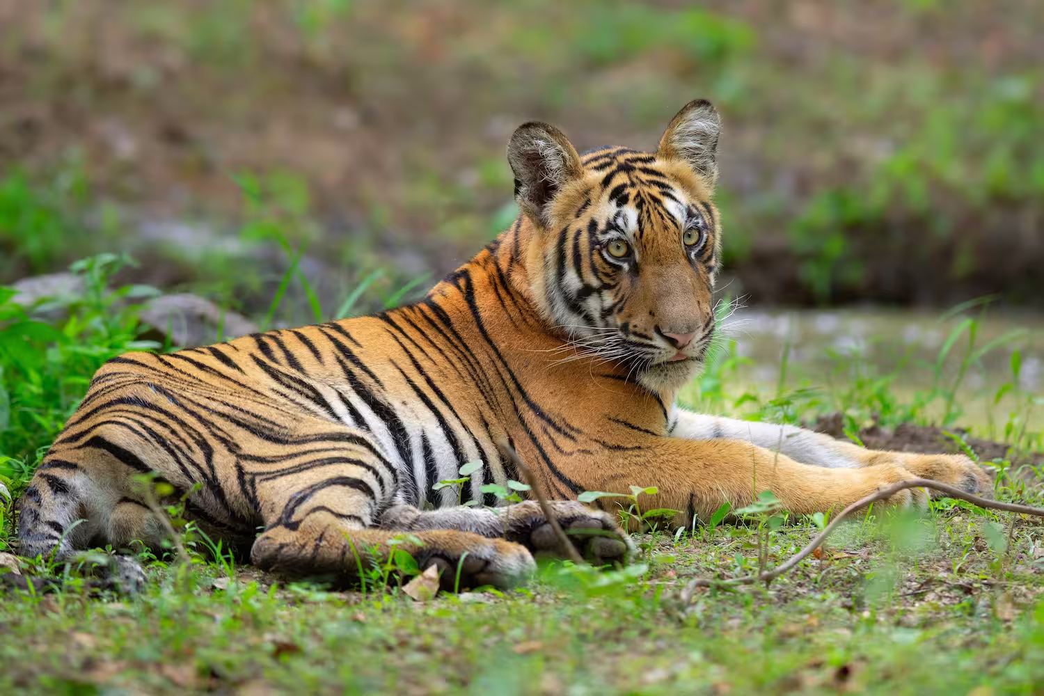 Global Big Cats Summit Global Big Cats Summit