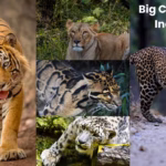 Big Cats Of India