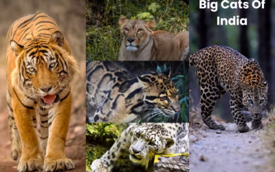 In the Land of Tigers and Leopards: Why India is the World’s Ultimate Big Cat Destination
