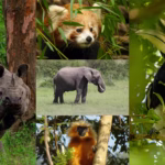 Unique Wildlife Experiences in Northeast India