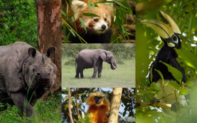 8 Unique Wildlife Experiences in Northeast India