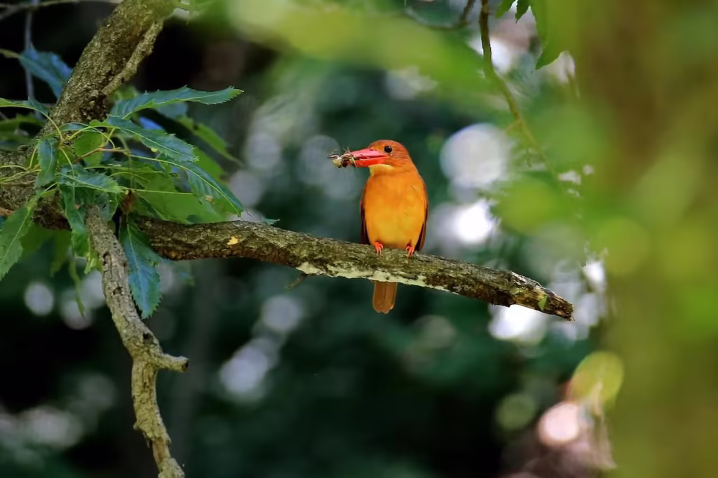 Ruddy Kingfisher Perched Ruddy Kingfisher Perched