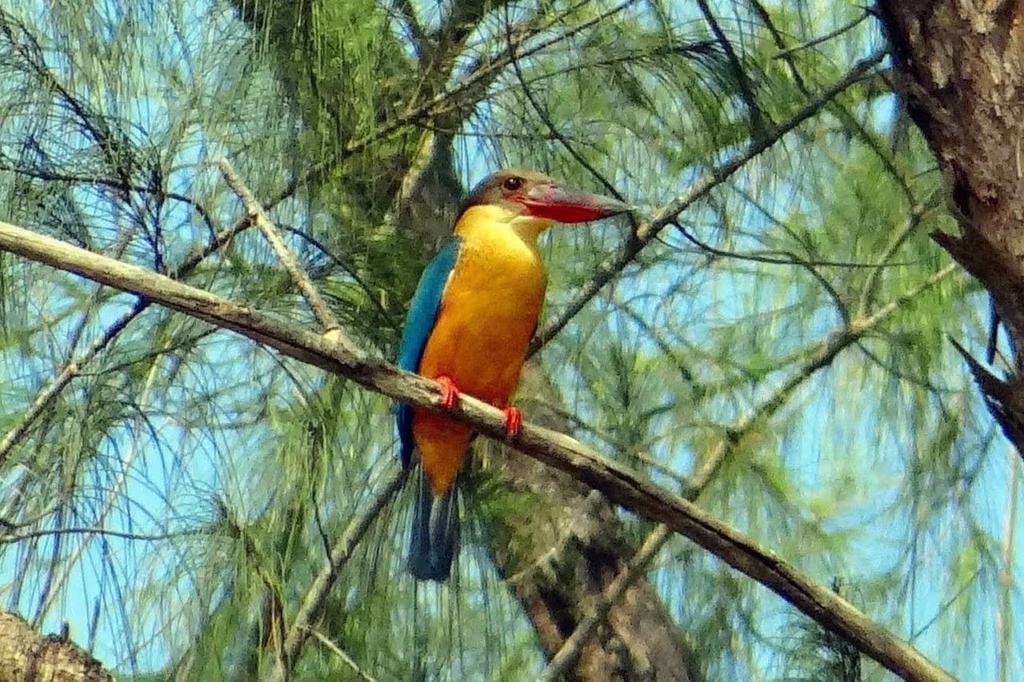 Stork Billed Kingfisher Perched Stork Billed Kingfisher Perched
