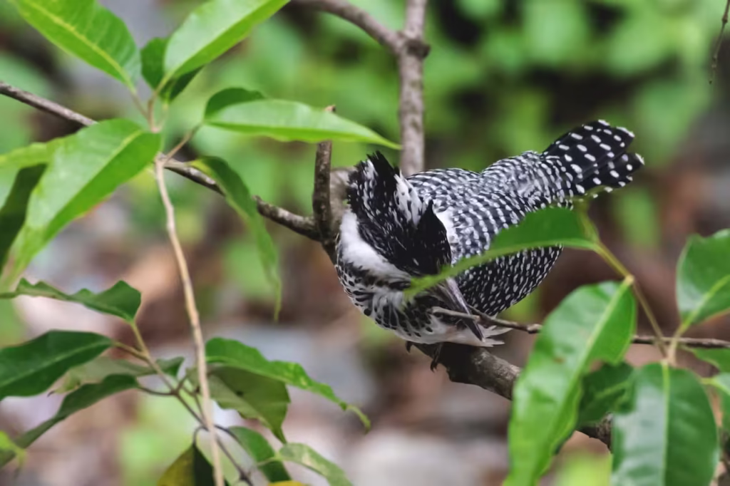 Crested Kingfisher Perched Crested Kingfisher Perched
