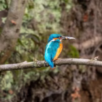 Types of Kingfishers in India