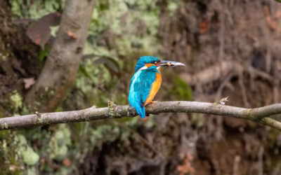 12 Types of Kingfishers in India