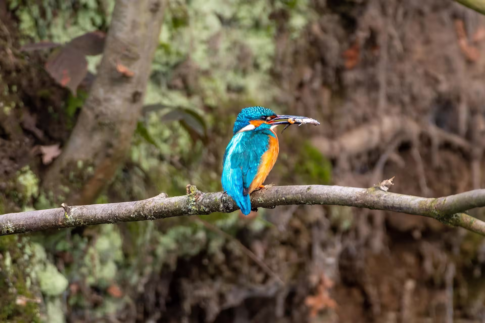 Types of Kingfishers in India Types of Kingfishers in India
