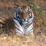 Tiger Census 2026