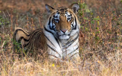 All India Tiger Estimation 2026: The World’s Largest Wildlife Census Has Begun