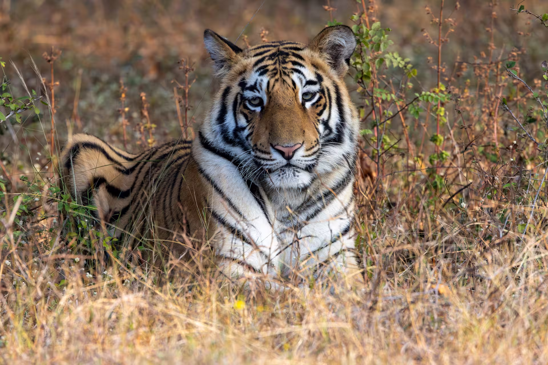 Tiger Census 2026 Tiger Census 2026