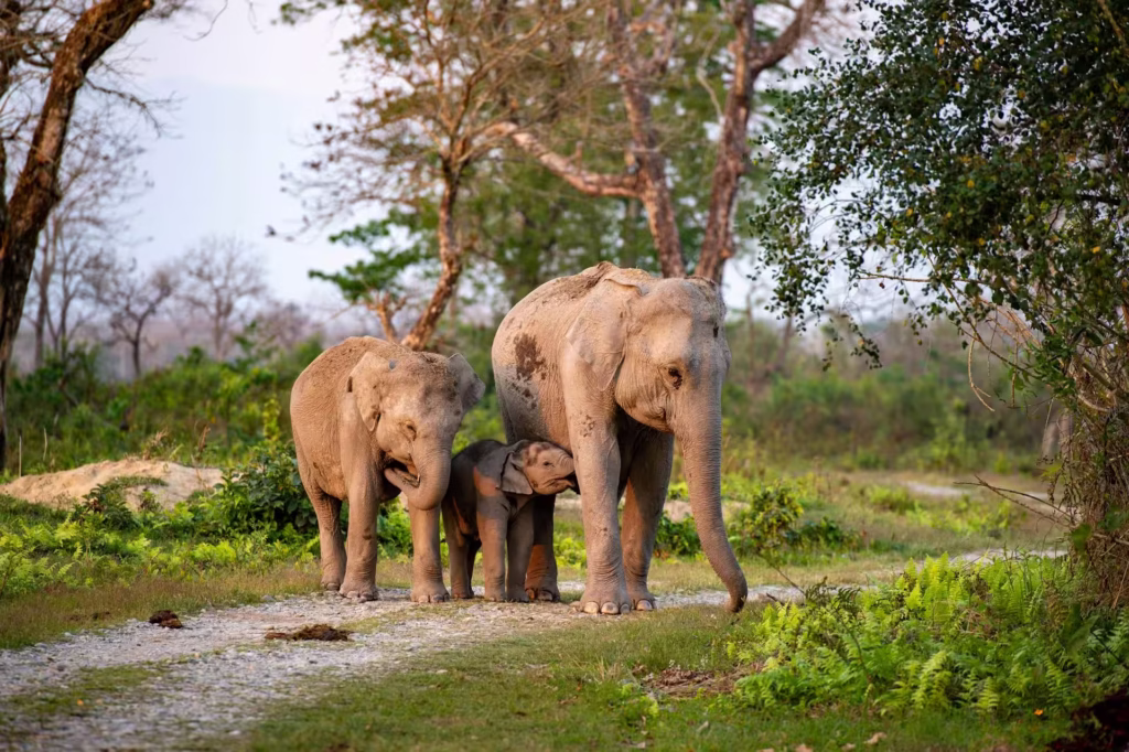 Golden Triangle and Best of Indian wildlife Golden Triangle and Best of Indian wildlife