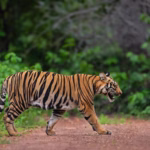 Bengal Tiger Walking on dirt road