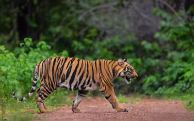 What Are Tiger Corridors and Why They Matter for Conservation