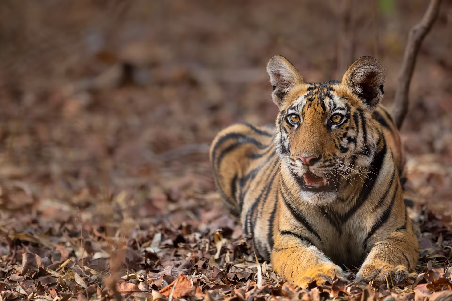 Bengal Tiger in bandhavgarh Bengal Tiger in bandhavgarh