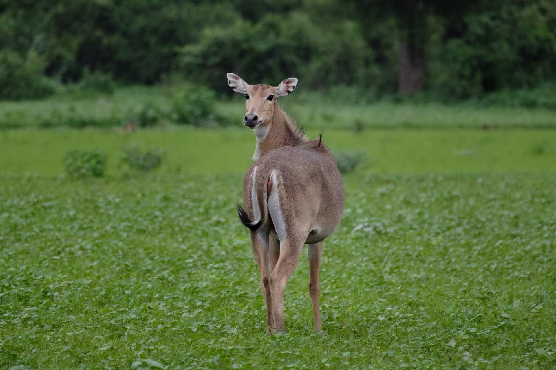 Nilgai Nilgai