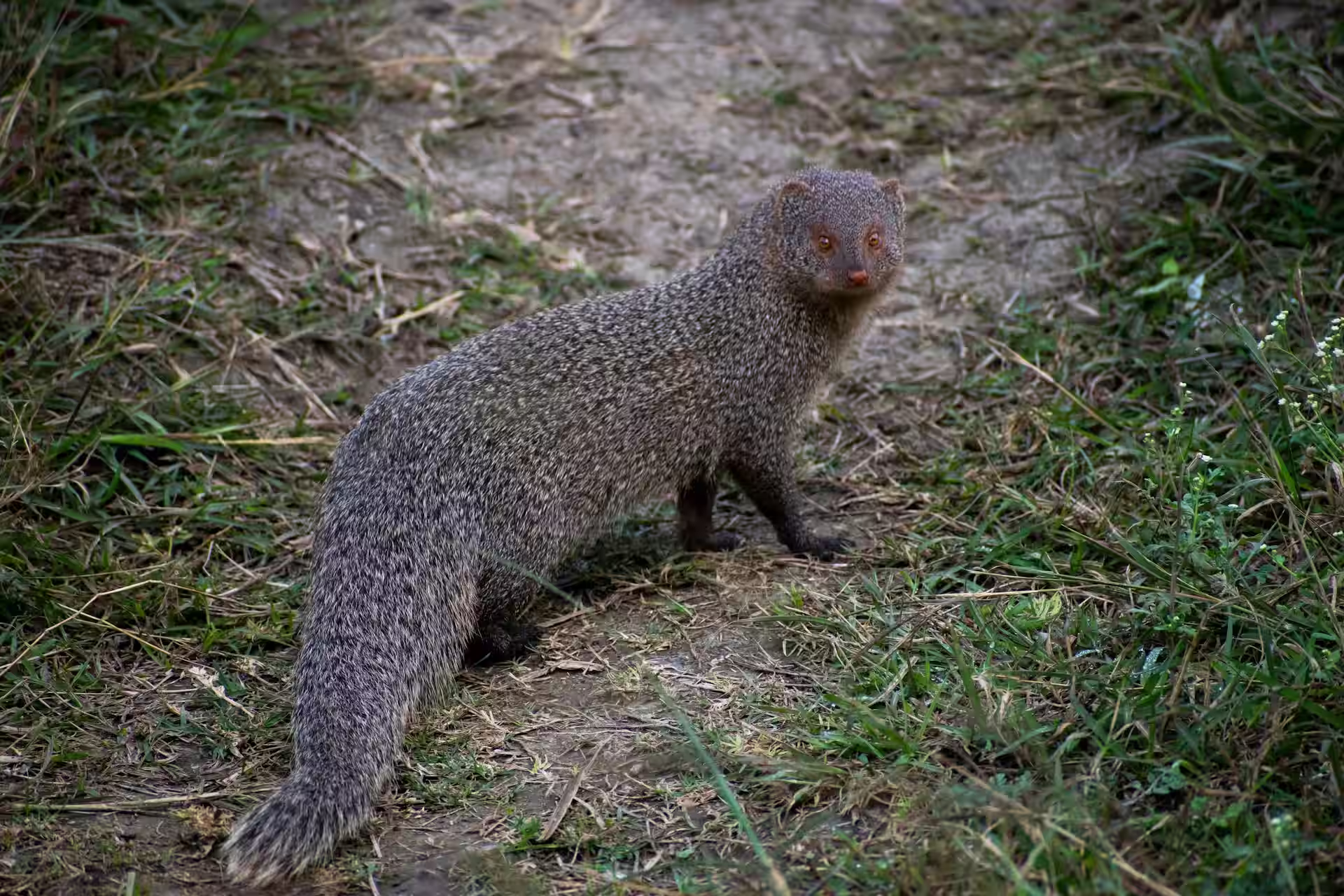 Indian Grey Mongoose Indian Grey Mongoose