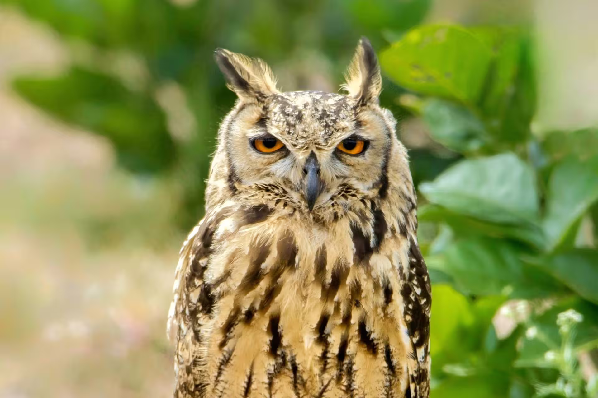Indian Eagle-Owl Indian Eagle-Owl
