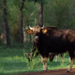 Indian Gaur in Bandhavgarh National Park