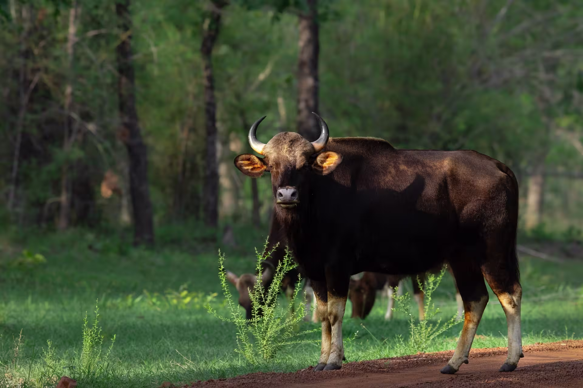 Indian Gaur in Bandhavgarh National Park Indian Gaur in Bandhavgarh National Park