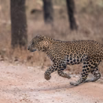 Indian Leopard Running Ranthambore