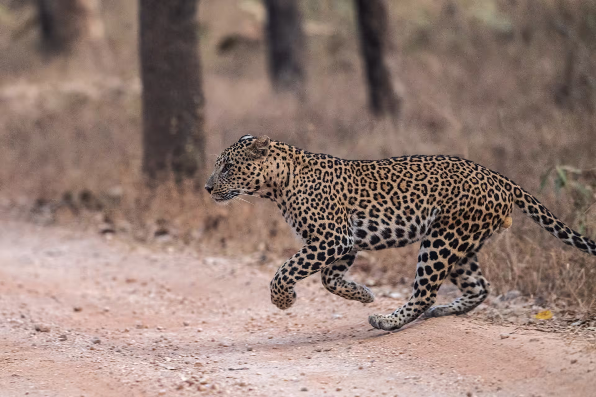 Indian Leopard Running Ranthambore Indian Leopard Running Ranthambore