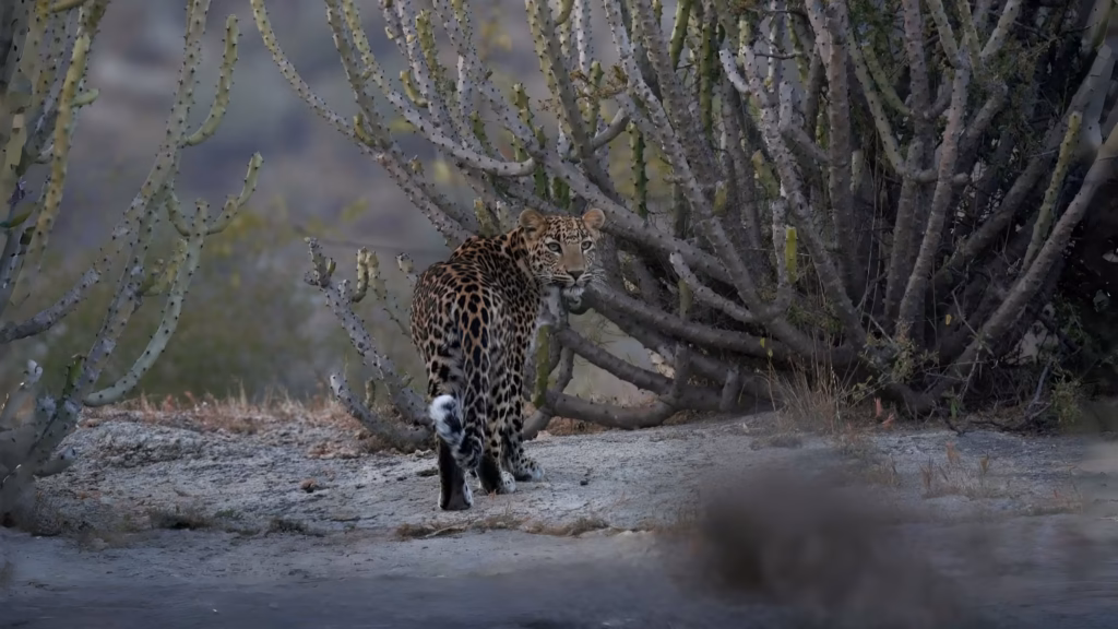 Indian Leopard in Walking in Bera Indian Leopard in Walking in Bera