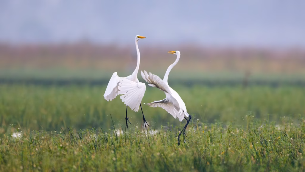 Graceful Egrets Dancing in Bharatpur Graceful Egrets Dancing in Bharatpur