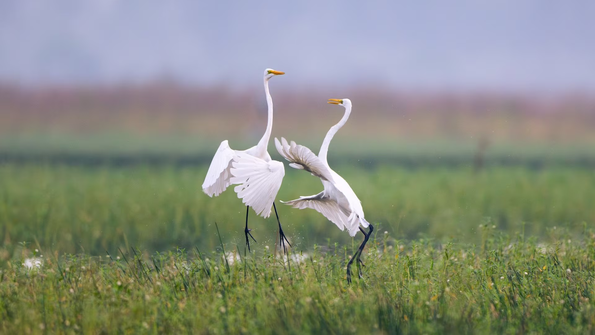 Graceful Egrets Dancing in Bharatpur Graceful Egrets Dancing in Bharatpur