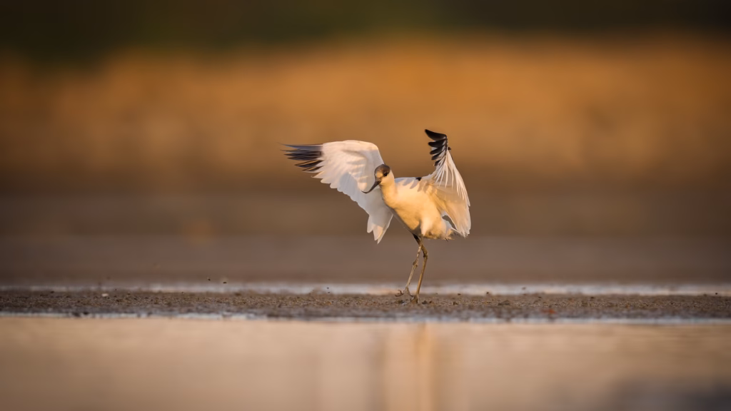 Pied Avocet in Little rann of Kutch Pied Avocet in Little rann of Kutch