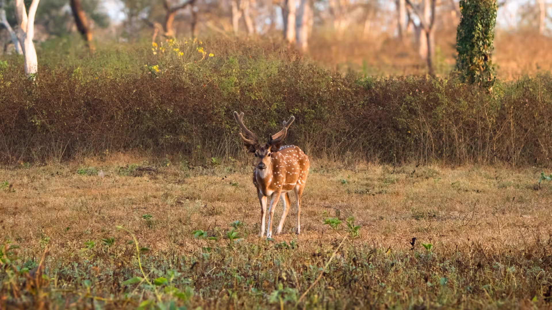 Spotted Deer in Nagzira Spotted Deer in Nagzira