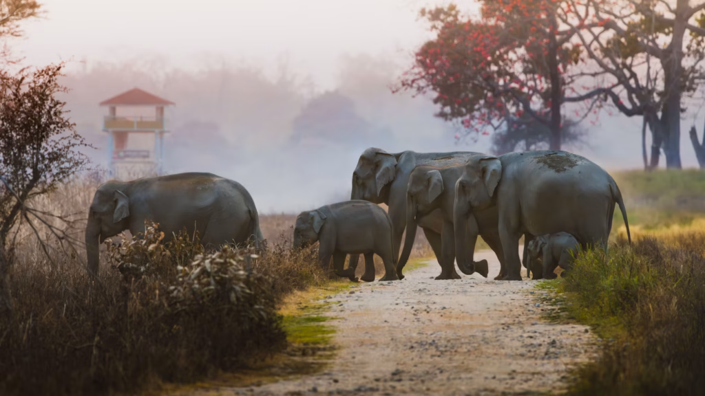 Asiatic Elephant Herd in Jim Corbett Asiatic Elephant Herd in Jim Corbett