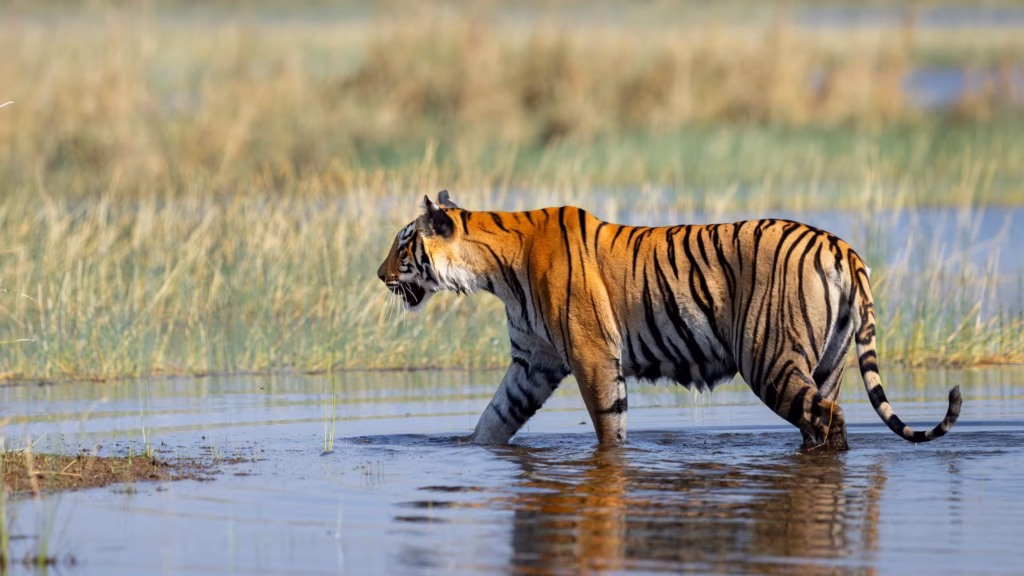 Bengal Tiger Walking in Water Bengal Tiger Walking in Water