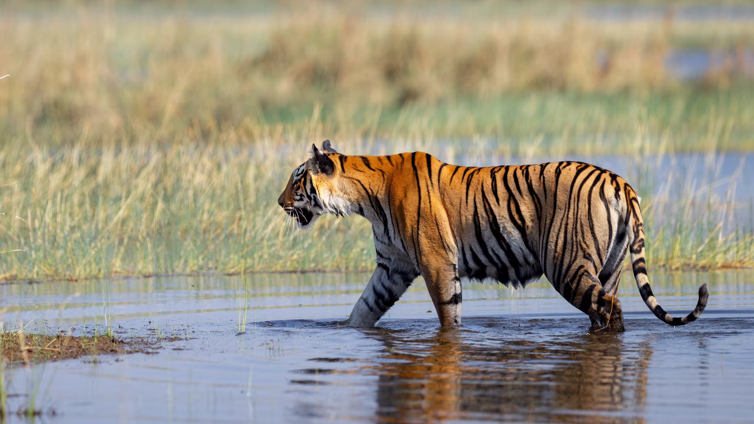 Bengal Tiger Walking in Water Bengal Tiger Walking in Water