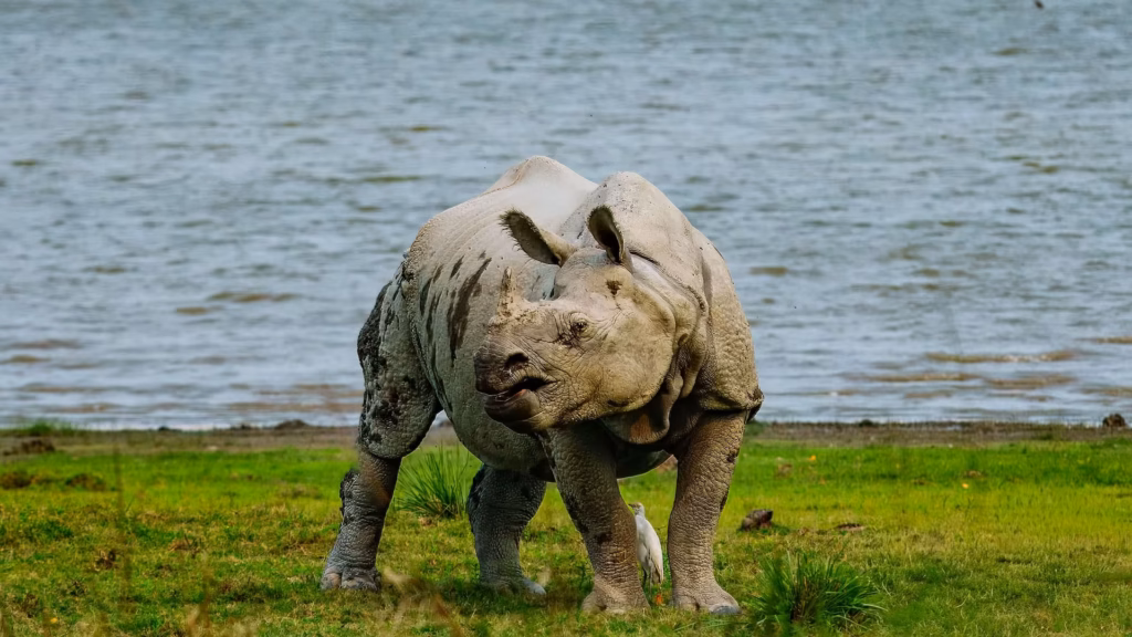 Indian Rhinoceros in Kaziranga Indian Rhinoceros in Kaziranga