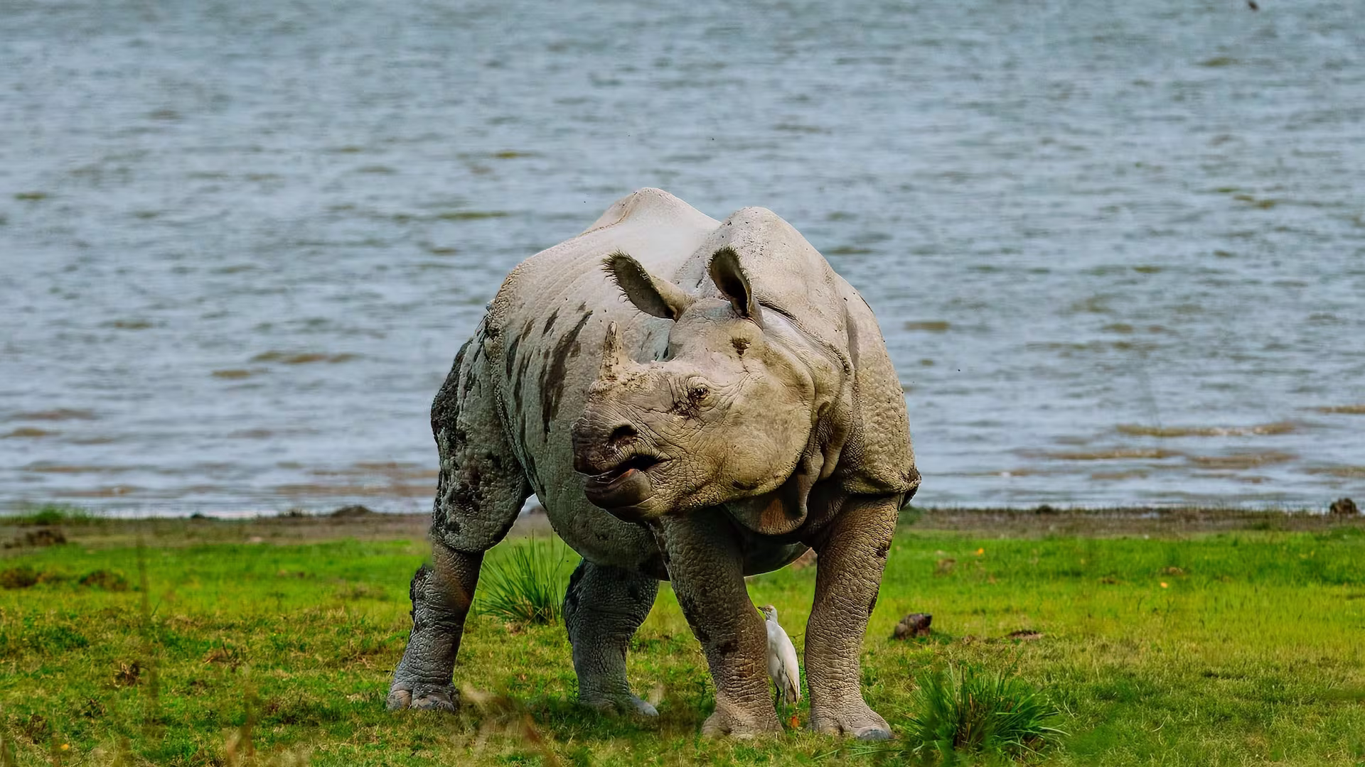 Indian Rhinoceros in Kaziranga Indian Rhinoceros in Kaziranga