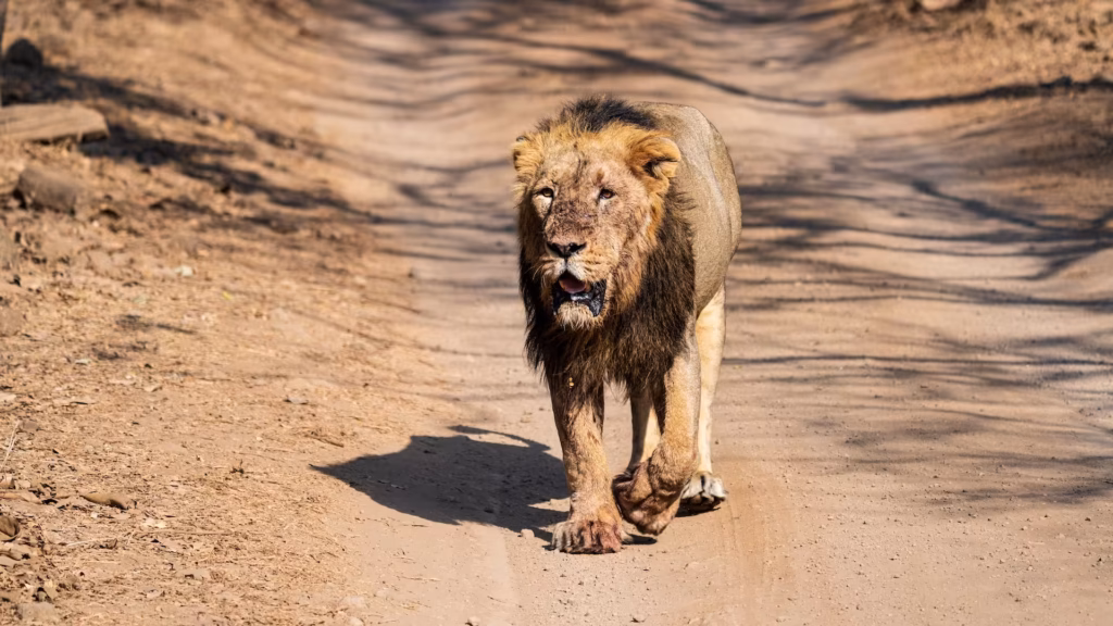 Asiatic Lion in Gir Asiatic Lion in Gir
