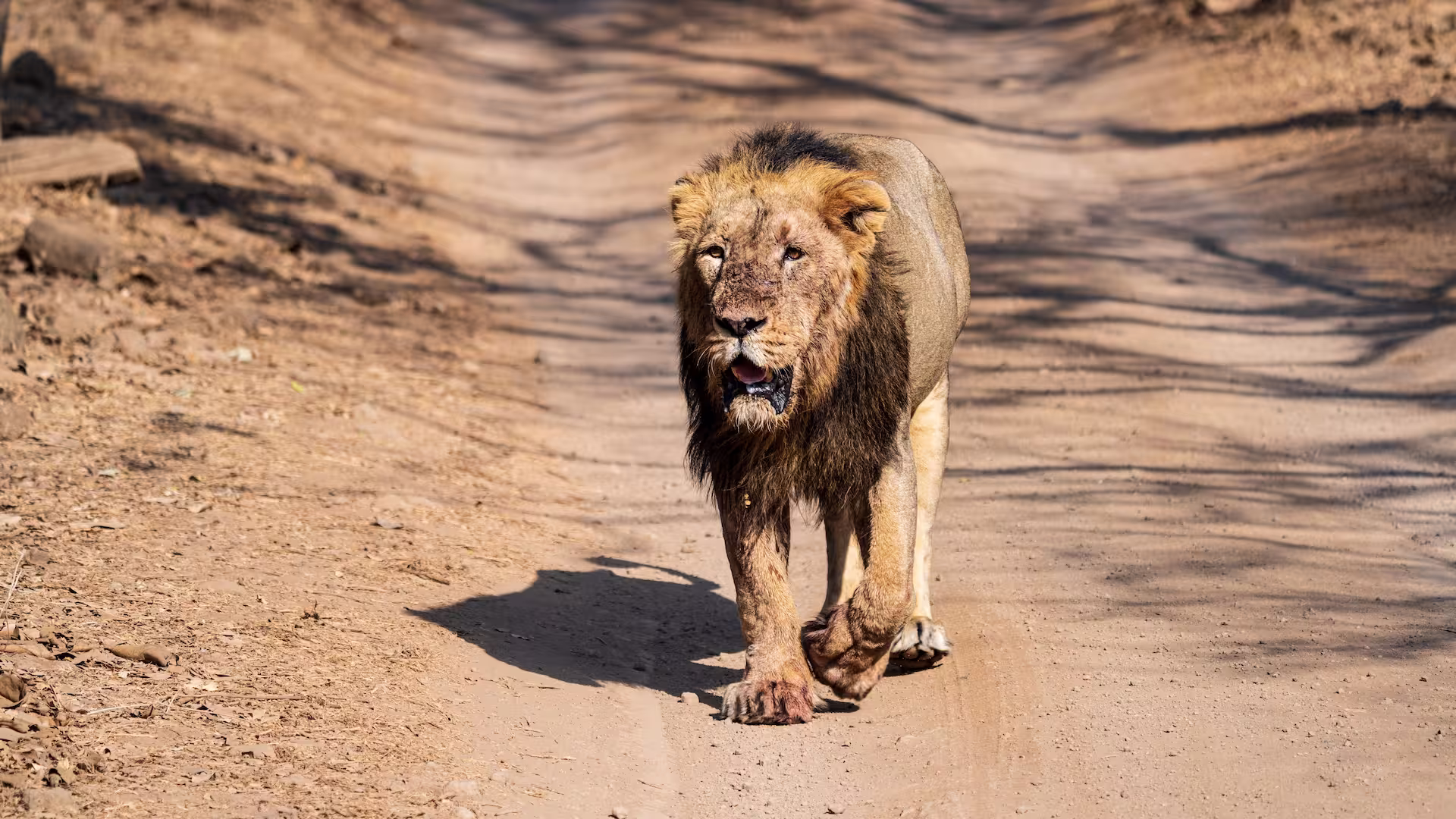 Asiatic Lion in Gir Asiatic Lion in Gir