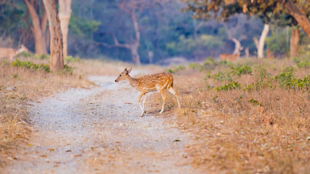 Spotted Deer in Dudhwa Spotted Deer in Dudhwa