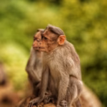Rhesus Macaque pair in India