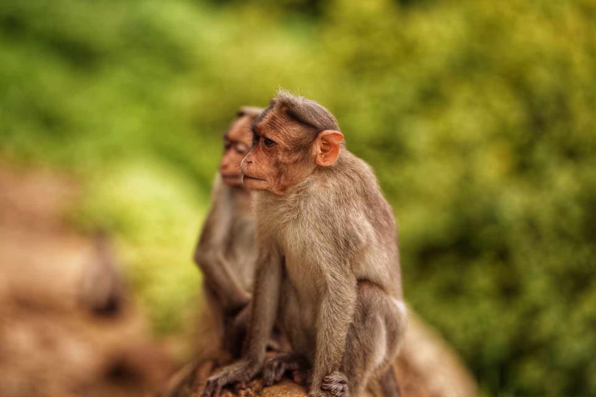 Rhesus Macaque pair in India