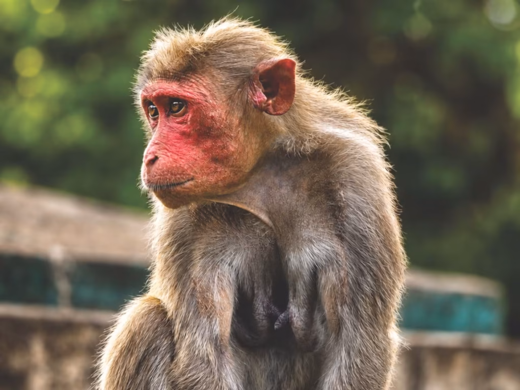 Rhesus Macaque in India