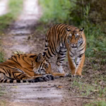 Pairs of Tigers in Pilibhit