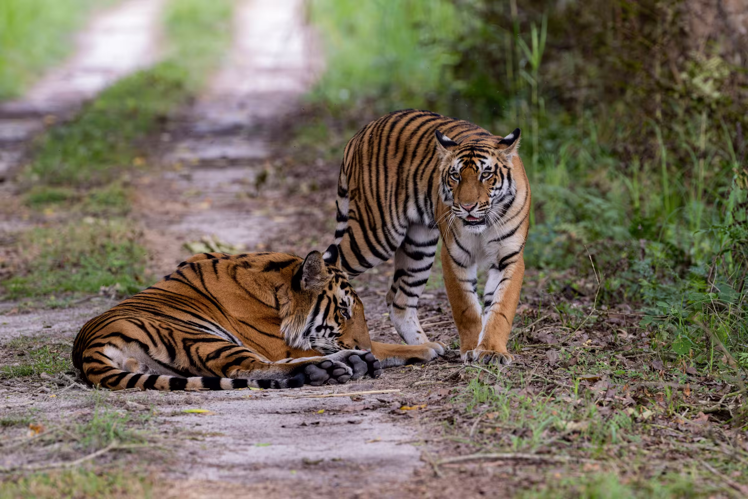 Pairs of Tigers in Pilibhit
