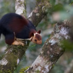 Indian Giant Squirrel