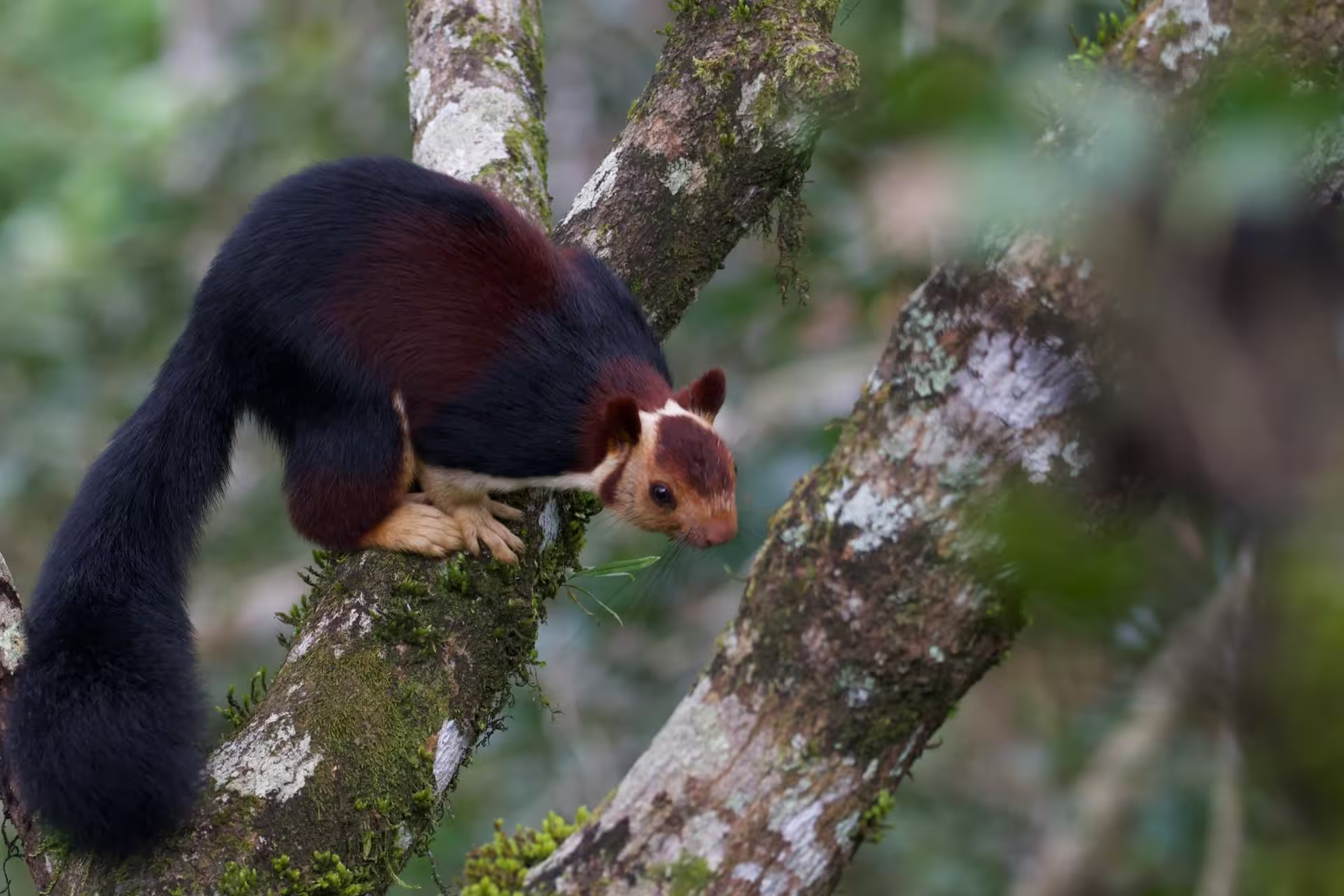 Indian Giant Squirrel