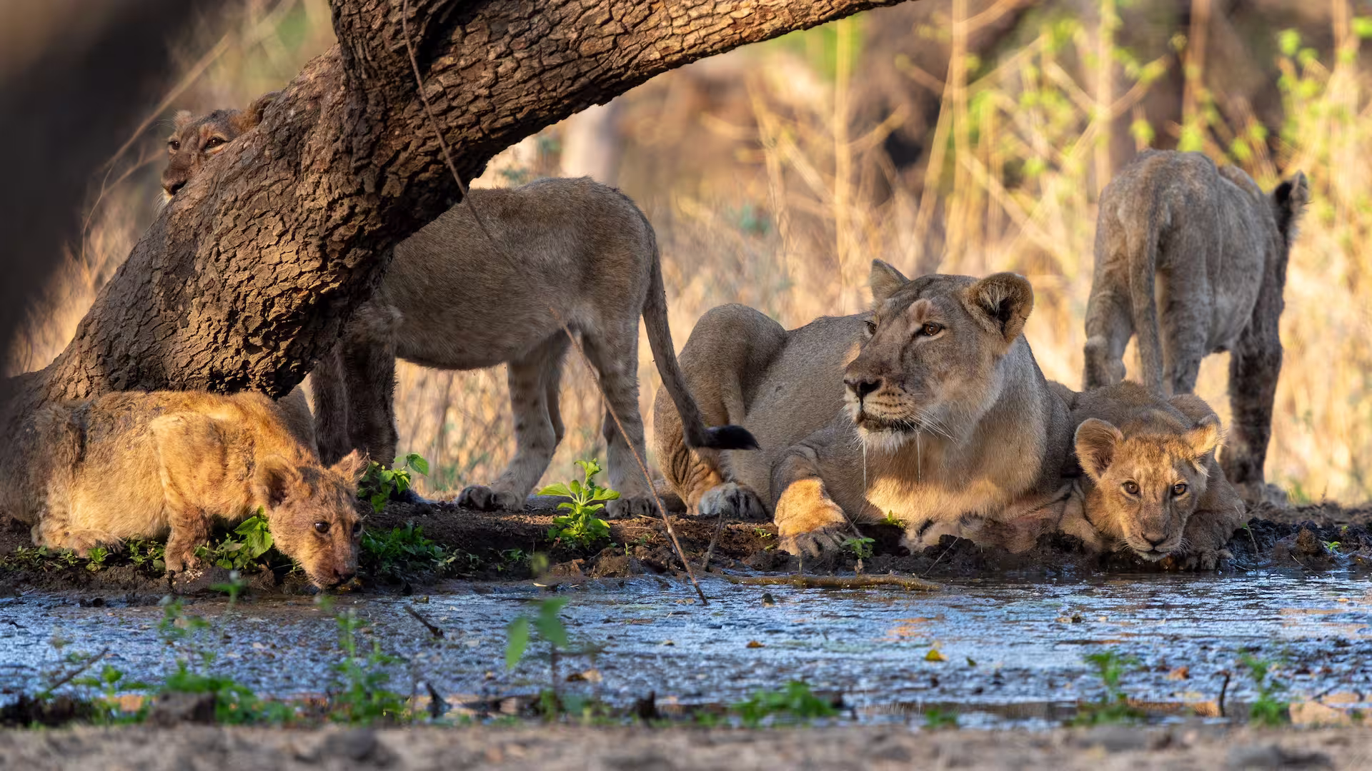 Asiatic Lion Drinking Water Asiatic Lion Drinking Water