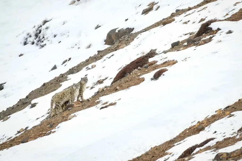 Snow Leopard on Rocky Slope Snow Leopard on Rocky Slope