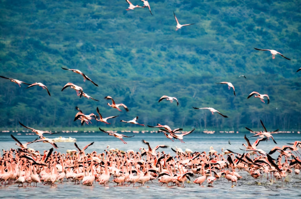 Flamingos in Lake Nakuru Flamingos in Lake Nakuru