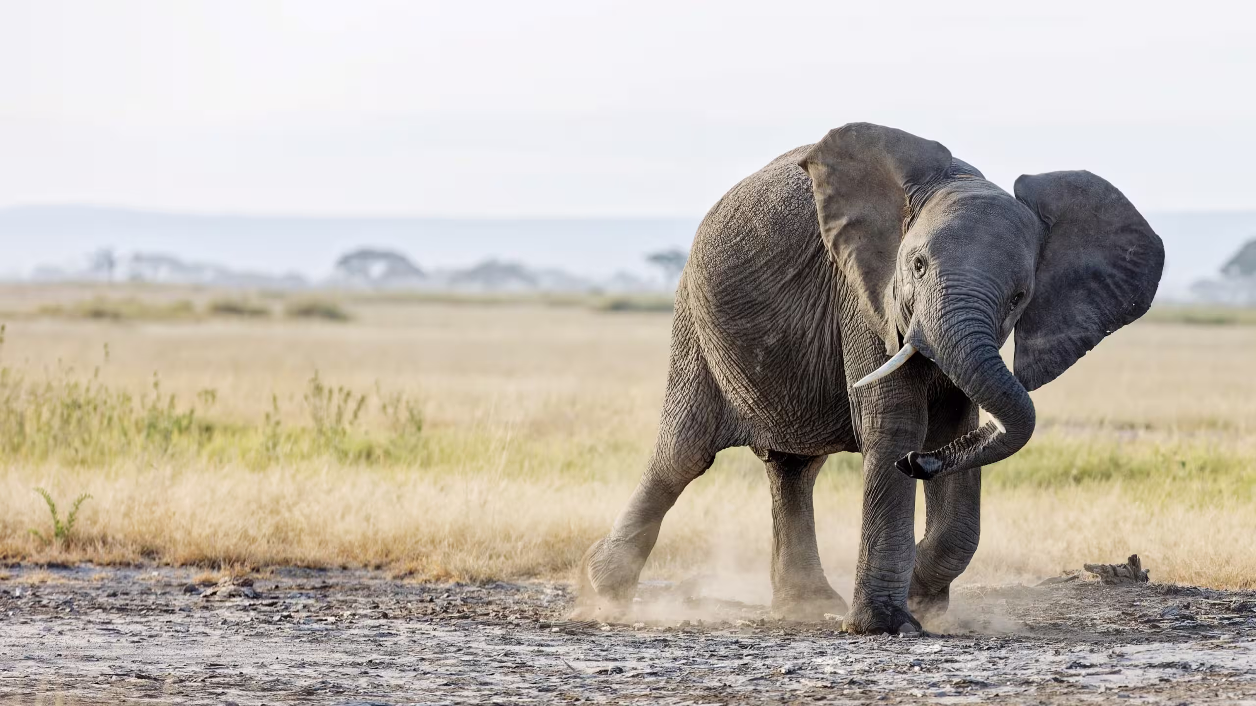 African Elephant Playing in Masai mara African Elephant Playing in Masai mara